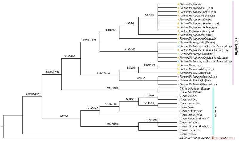Researchers Clarify Fortunella Taxonomy, Resolving Long-Standing Classification Issues