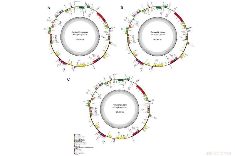 Researchers Clarify Fortunella Taxonomy, Resolving Long-Standing Classification Issues