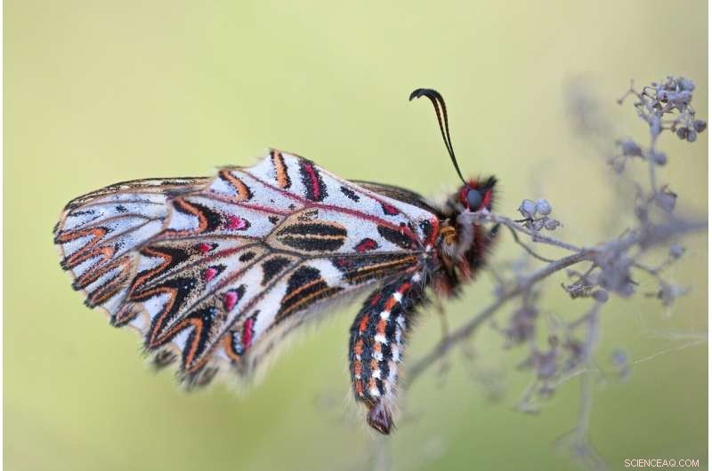 Global Experts Urge Urgent Action to Halt Mass Extinction