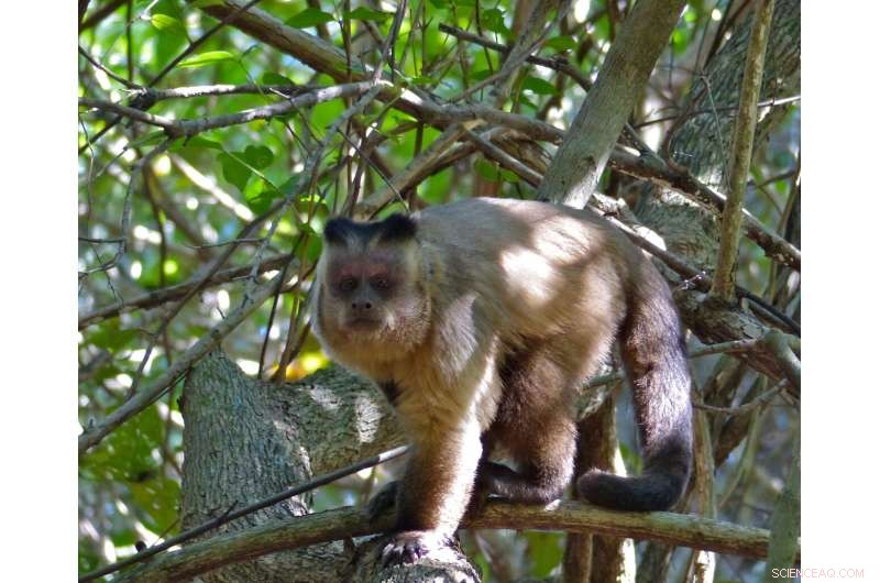 New Study Reveals Hooded Capuchin Monkey Faces Greater Extinction Threat Than Previously Thought