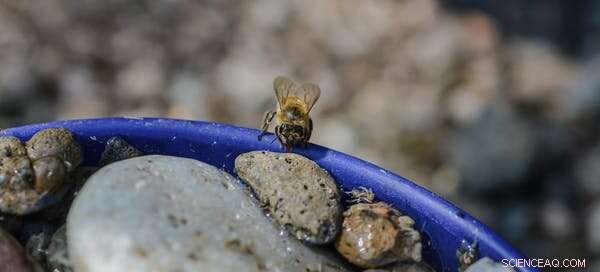 Protect Wildlife During Heatwaves: 5 Practical Ways to Keep Animals Safe