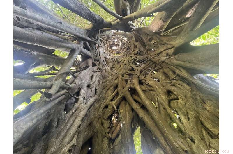 Hemiepiphytic Figs Mitigate Phosphorus Competition by Eliminating Host Trees