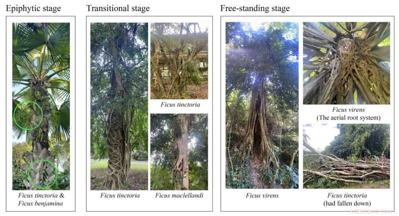 Hemiepiphytic Figs Mitigate Phosphorus Competition by Eliminating Host Trees
