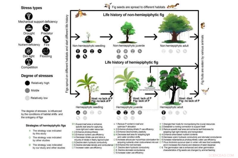 Hemiepiphytic Figs Mitigate Phosphorus Competition by Eliminating Host Trees