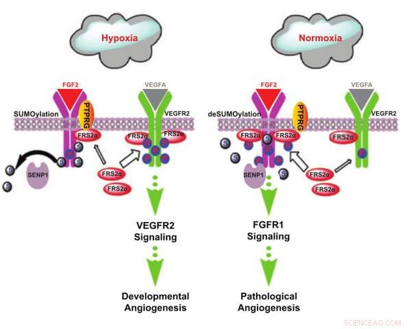 New Insights: How SUMOylation Directs Endothelial Angiogenic Signaling