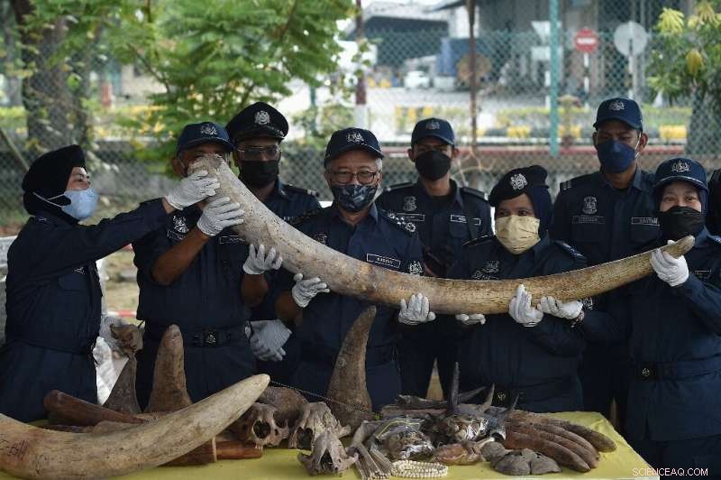 Malaysia Seizes $18M Cache of Illegally Traded Elephant Tusks, Rhino Horns, and Pangolin Scales