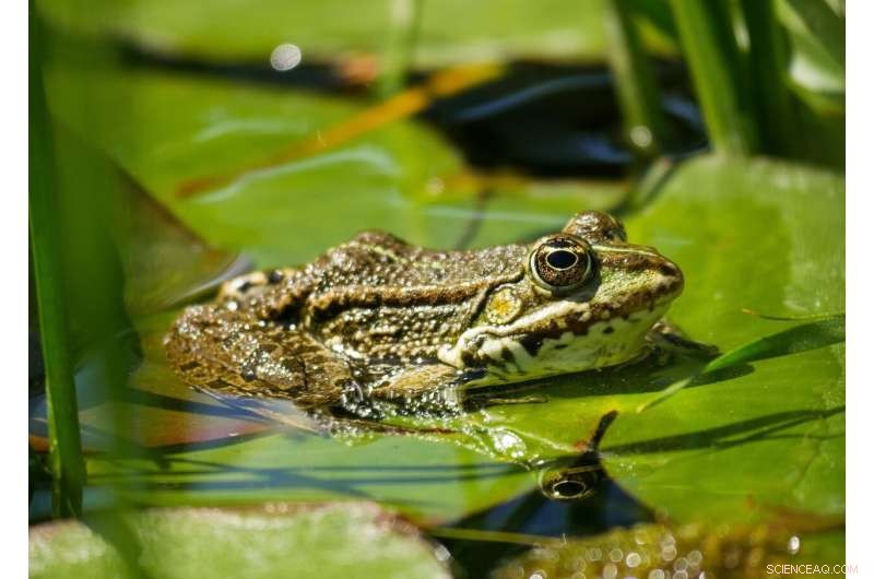 Breakthrough Study Reveals New Insights Into Devastating Frog Disease