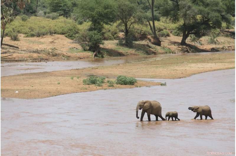 Orphaned Wild Elephants Thrive with Social Support, Study Finds
