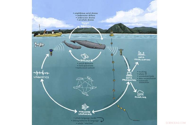 Scientists Race to Communicate with the Ocean’s Most Intelligent Eco‑Predators