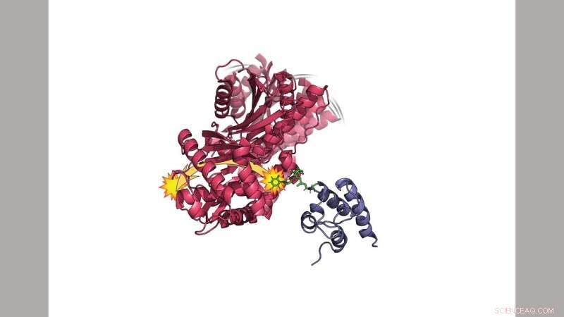 New Study Reveals Protein Flexibility Is Key to Function