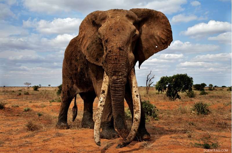 How Elephant DNA May Unlock New Cancer Prevention Strategies