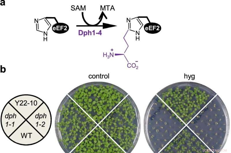 Diphthamide: A Shared Vulnerability in Plants and Animals Revealed by Arabidopsis dph1 Mutant Studies