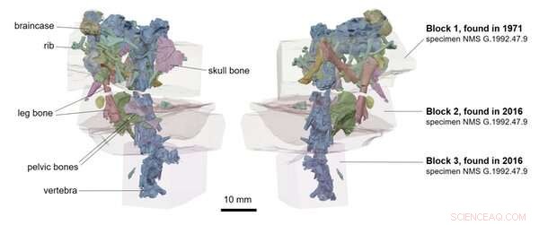 50-Year-Old Ancient Salamander Skeleton Discovered Inside Skye s Mystery Rock – New Study Reveals Its Secrets