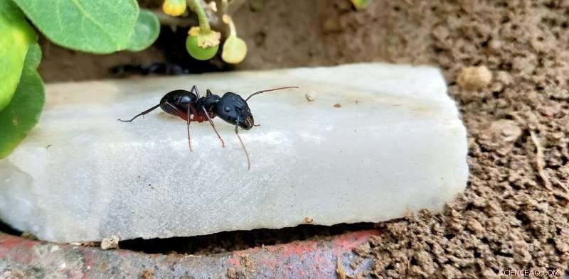 Why Ants Matter: Protecting Your Home & the Environment
