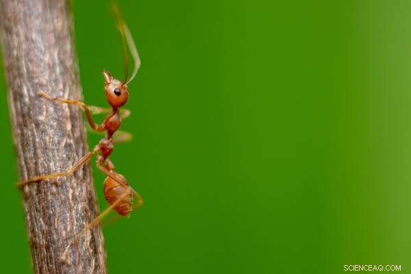 Why Ants Matter: Protecting Your Home & the Environment