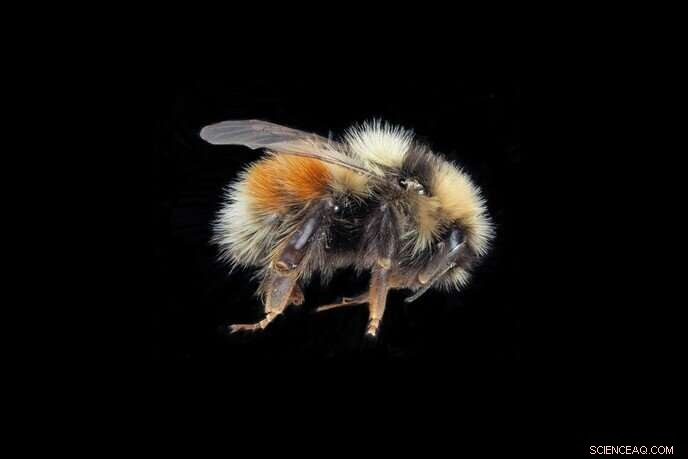 How Arctic Insects Avoid Freezing: Survival Strategies in Extreme Cold