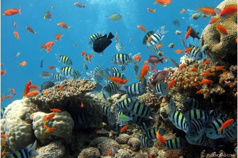 Whole‑Site Management of Marine Protected Areas Boosts Reef Species by 95%