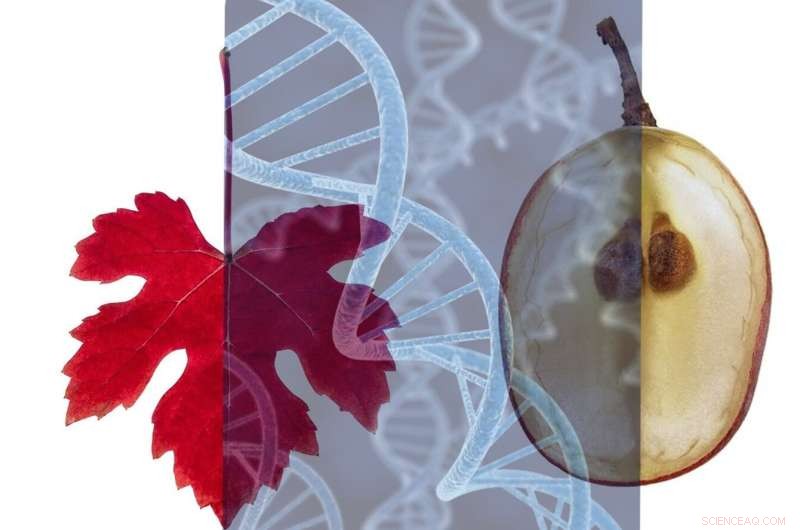 Innovative Biohacking Solutions to Combat Fungal Threats in Agriculture