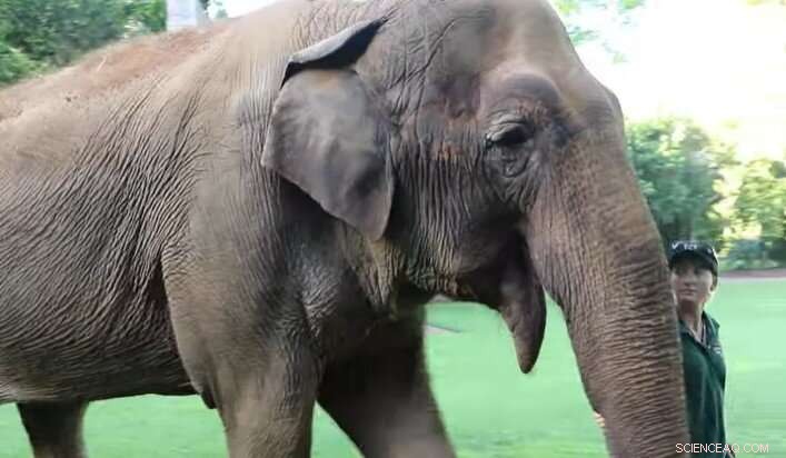 Experts Weigh in on Tricia the Elephant’s Life: Ethics of Captivity for Giant Roaming Animals