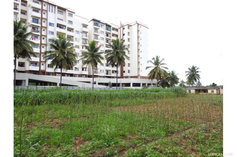 How Urban Agriculture Boosts Bee Diversity in Tropical Megacities