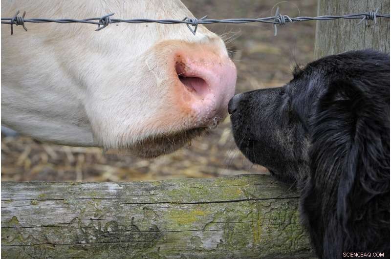 Call for Robust Animal Law Reform in Canada: Researchers Demand Stronger Protections