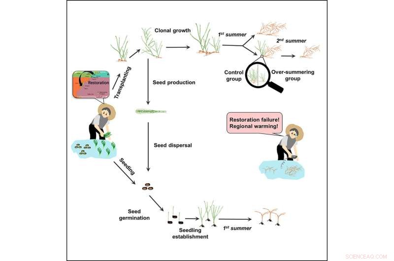 Climate Change Drives Northward Shift of Seagrass Zostera marina’s Southern Range