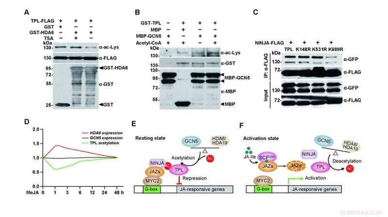 New Study Reveals Key Switch in Jasmonate Hormone Signaling for Plant Immunity and Growth