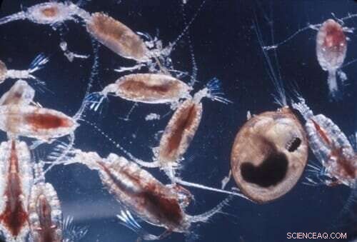 Tiny Copepod Evolves Rapidly, Offering Proof of Genetic Mechanism to Beat Climate Change