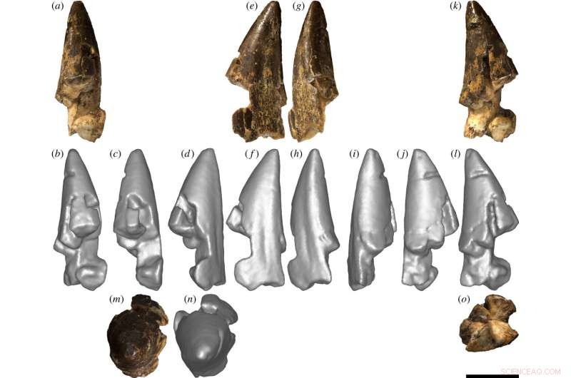 Australia Reveals Rare Sauropod Dinosaur Teeth, Offering New Insight