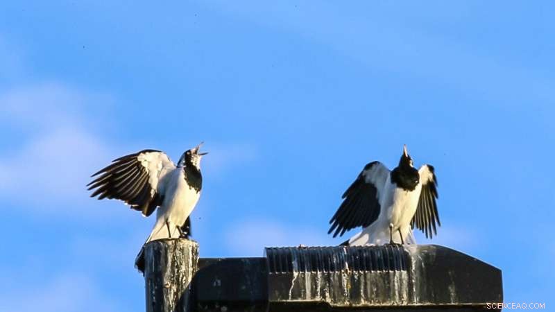 Australian Magpie-Larks Use Ventriloquial Illusion to Amplify Duet Threats
