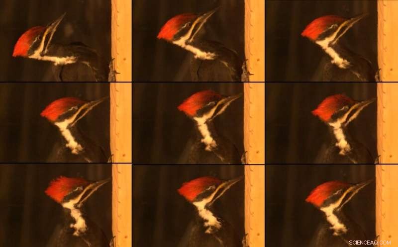 Woodpecker Heads: Stiff Hammers, Not Helmets—Why Their Brains Stay Safe