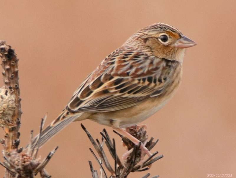 North American Birds Struggle to Adapt to Rapid Climate Shifts