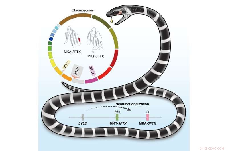 Genome Analysis of Bungarus multicinctus Enhances Insight into Krait Venom Toxins