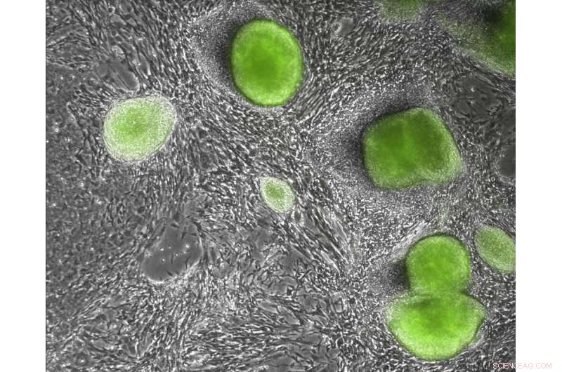 New Study Reveals Fundamental DNA Blueprint for Embryonic Stem Cell Development