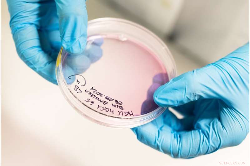 Unlocking the Sixth Sense: How Animals Use Earth’s Magnetic Field to Navigate