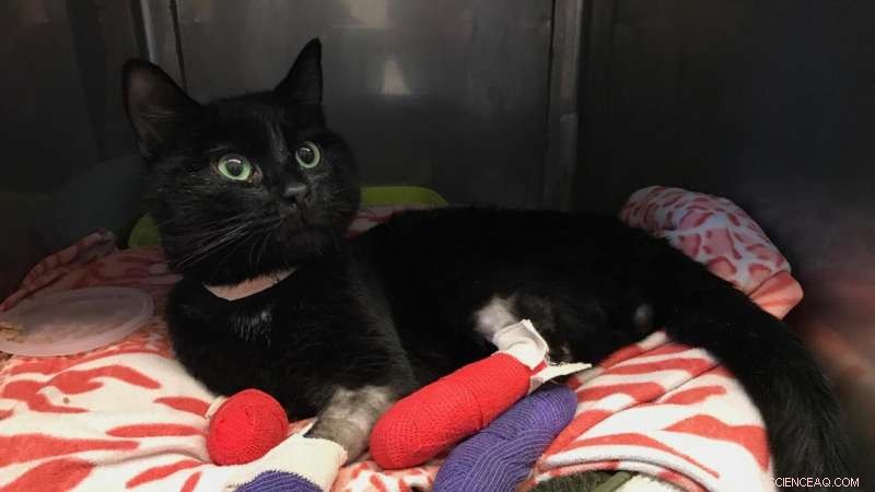 Wildfire-Injured Cats Face Life-Threatening Blood Clot Risk, Study Finds