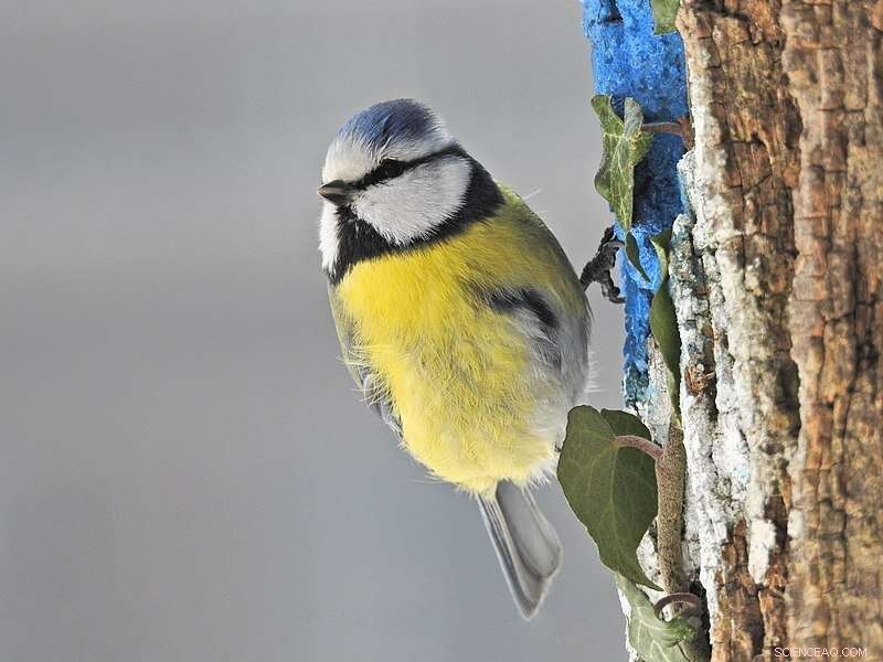 Study Reveals Climate Change Alters Blue Tit Plumage