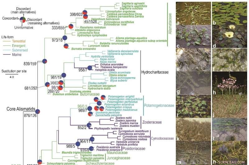 How Plants Adapt to Aquatic Environments: Evolutionary Insights