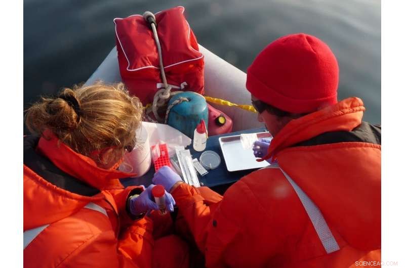 Persistent PBDE Contamination Threatens St. Lawrence River Ecosystem and Endangered Beluga Whales