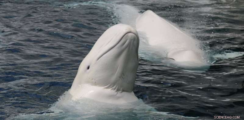Persistent PBDE Contamination Threatens St. Lawrence River Ecosystem and Endangered Beluga Whales