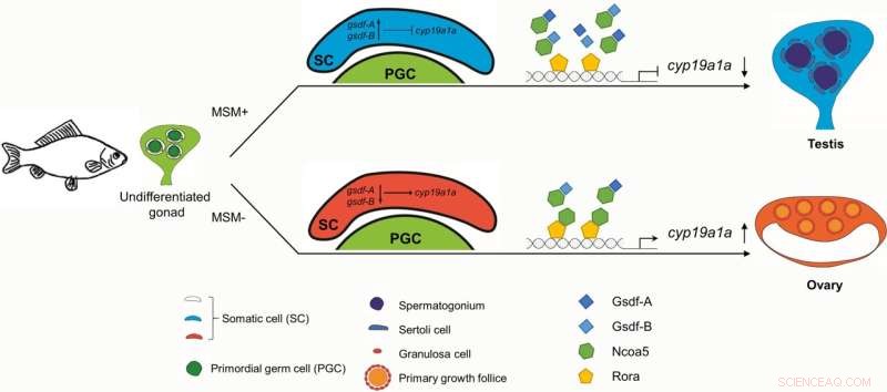 Cooperative Roles of Gsdf-A and Gsdf-B in Sex Determination of Gibel Carp