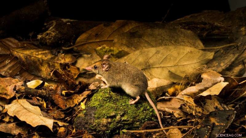 Scientists Identify Rare White‑Footed Dunnart Population in Queensland’s Wet Tropics