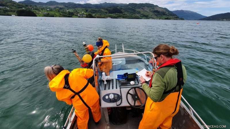 Assessing Lice Trap Effectiveness on Norway’s Hardanger Coast