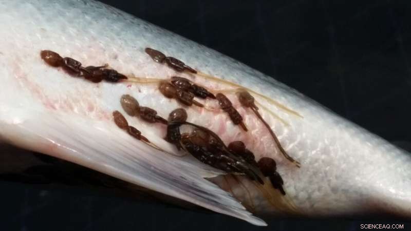 Assessing Lice Trap Effectiveness on Norway’s Hardanger Coast