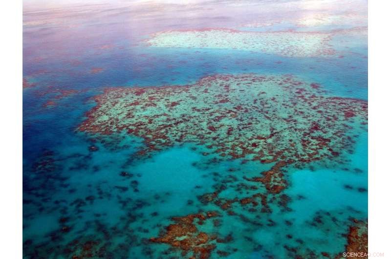 Experts Urge Great Barrier Reef to Be Designated  In Danger  to Strengthen World Heritage Protection