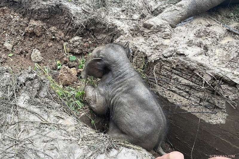 Thailand Rescue: Baby Elephant Saved from Manhole Near Royal Hills Golf Course