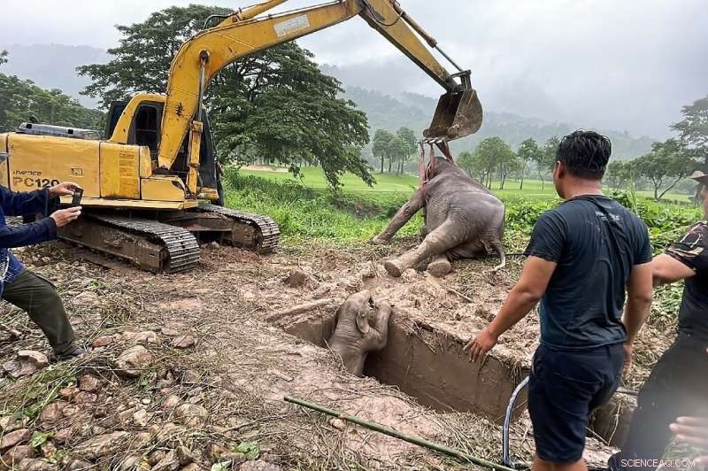 Thailand Rescue: Baby Elephant Saved from Manhole Near Royal Hills Golf Course
