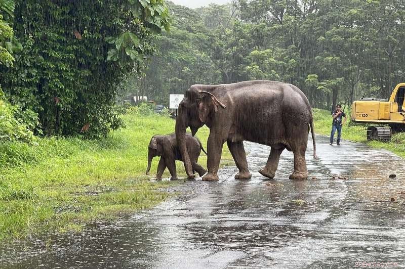 Thailand Rescue: Baby Elephant Saved from Manhole Near Royal Hills Golf Course
