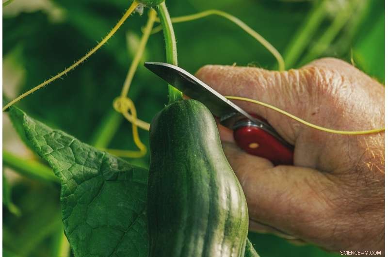 Can Dogs Safely Eat Cucumbers? Health Benefits & Safety Guide