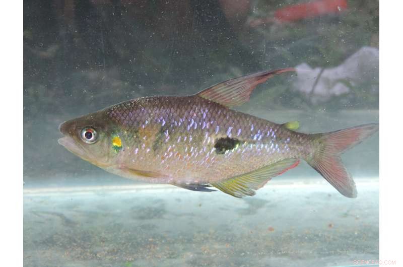 Sequencing Ecuador s Characid Genomes Unlocks Conservation Insights
